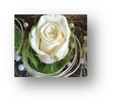 Bild von einer weißer Rose